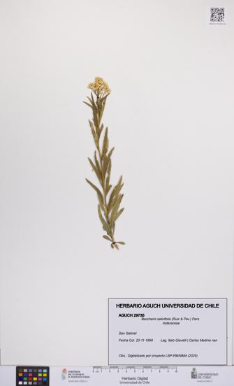 Baccharis salicifolia [Espécimen: UCH:AGUCH:0029735]