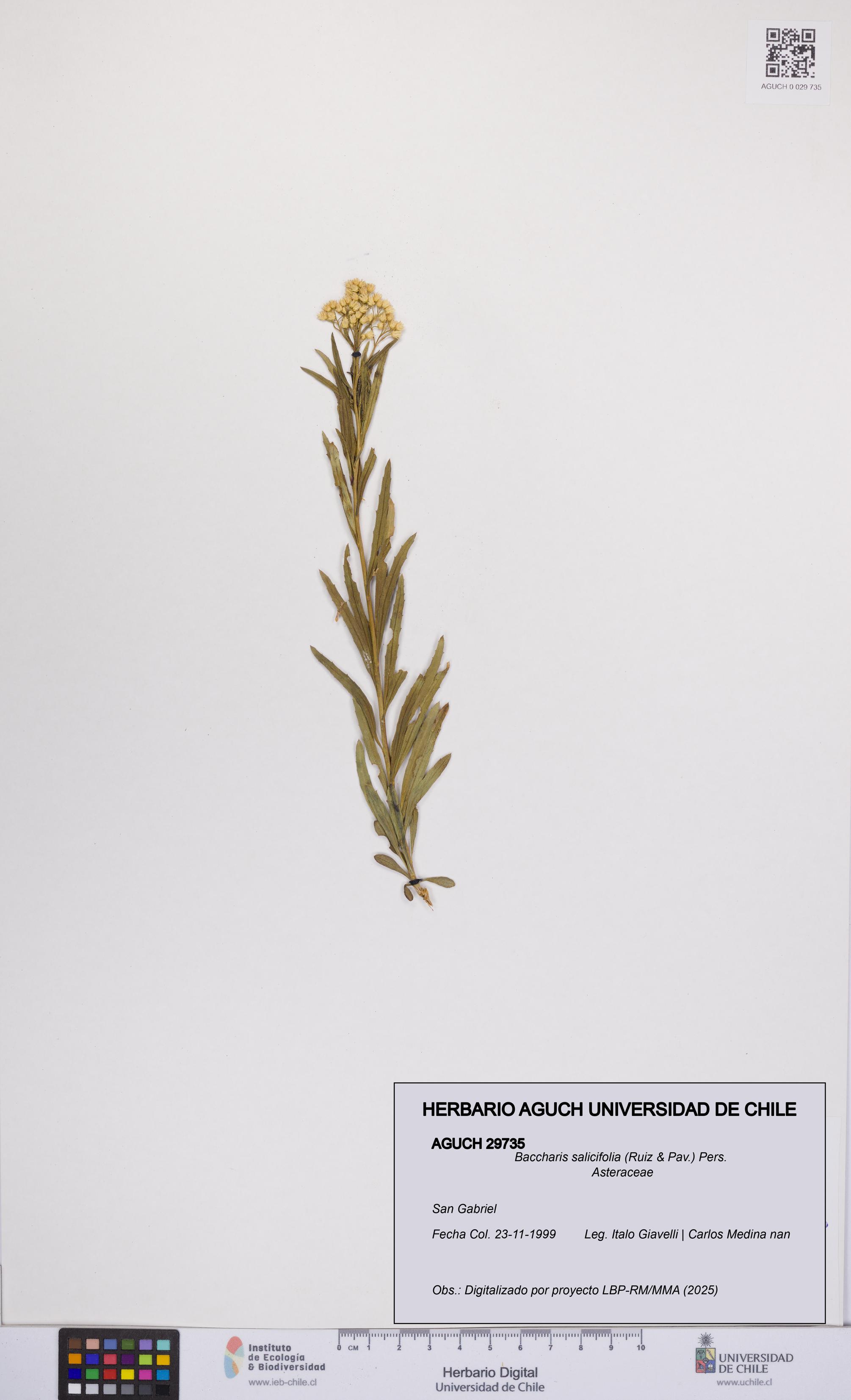 Baccharis salicifolia [Espécimen: UCH:AGUCH:0029735]