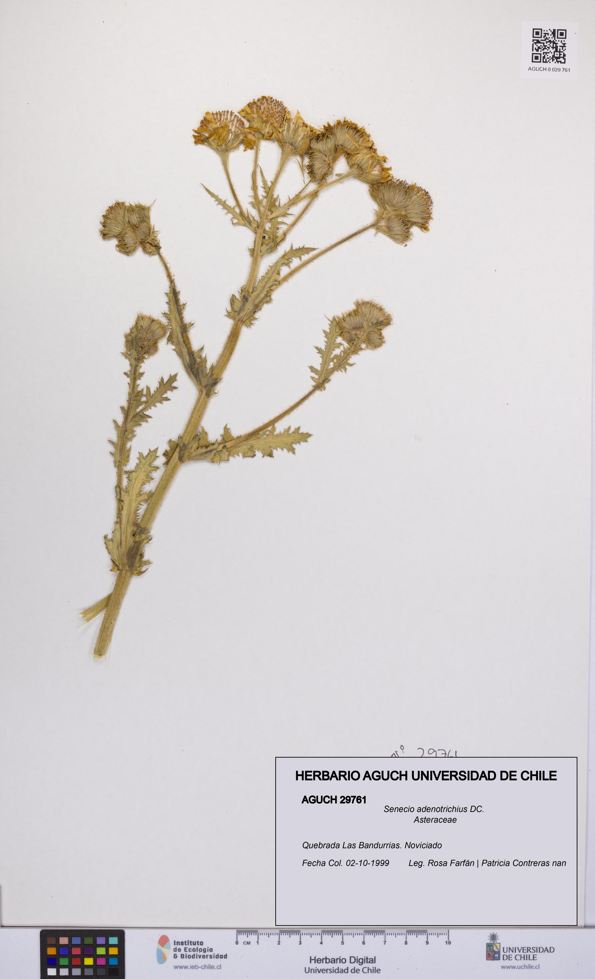 Senecio adenotrichius [Espécimen: UCH:AGUCH:0029761]
