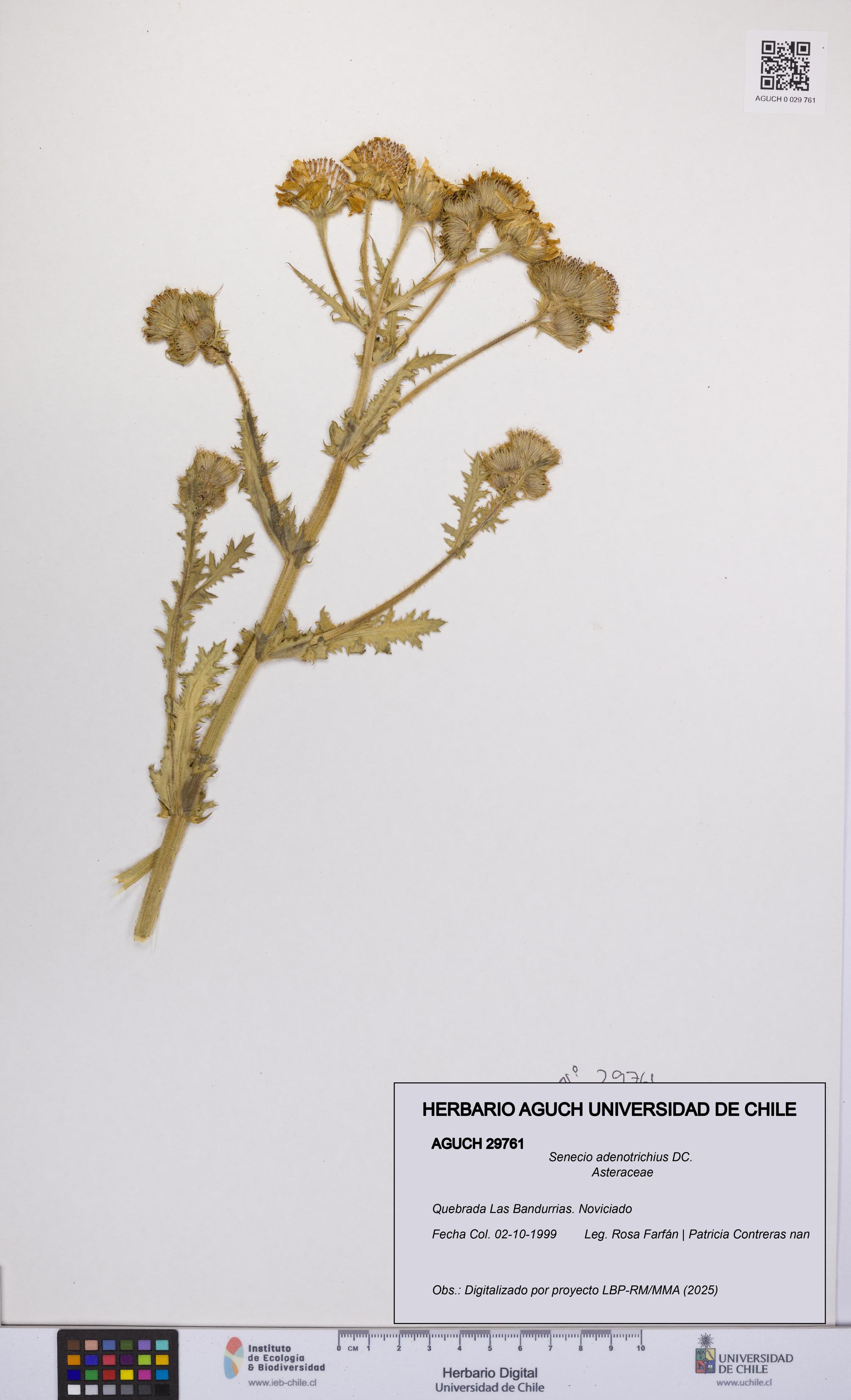 Senecio adenotrichius [Espécimen: UCH:AGUCH:0029761]