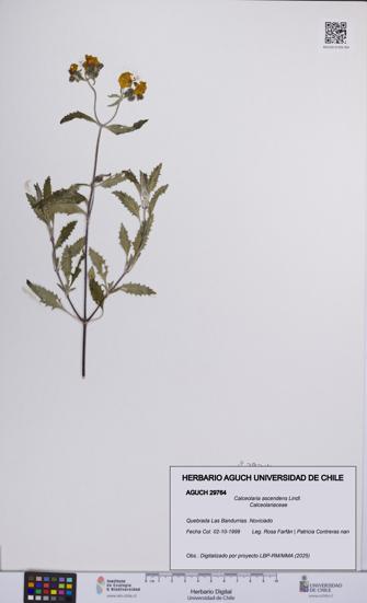 Calceolaria ascendens [Espécimen: UCH:AGUCH:0029764]