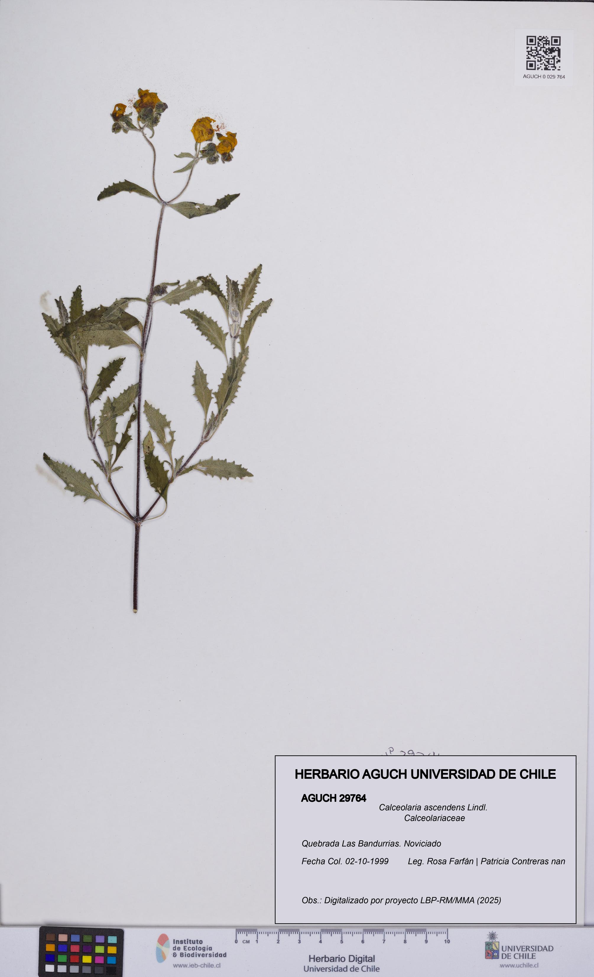 Calceolaria ascendens [Espécimen: UCH:AGUCH:0029764]