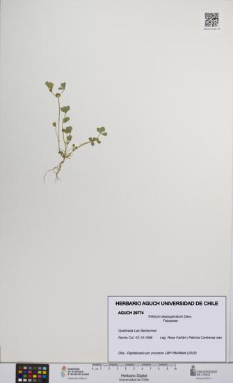 Trifolium depauperatum [Espécimen: UCH:AGUCH:0029774]