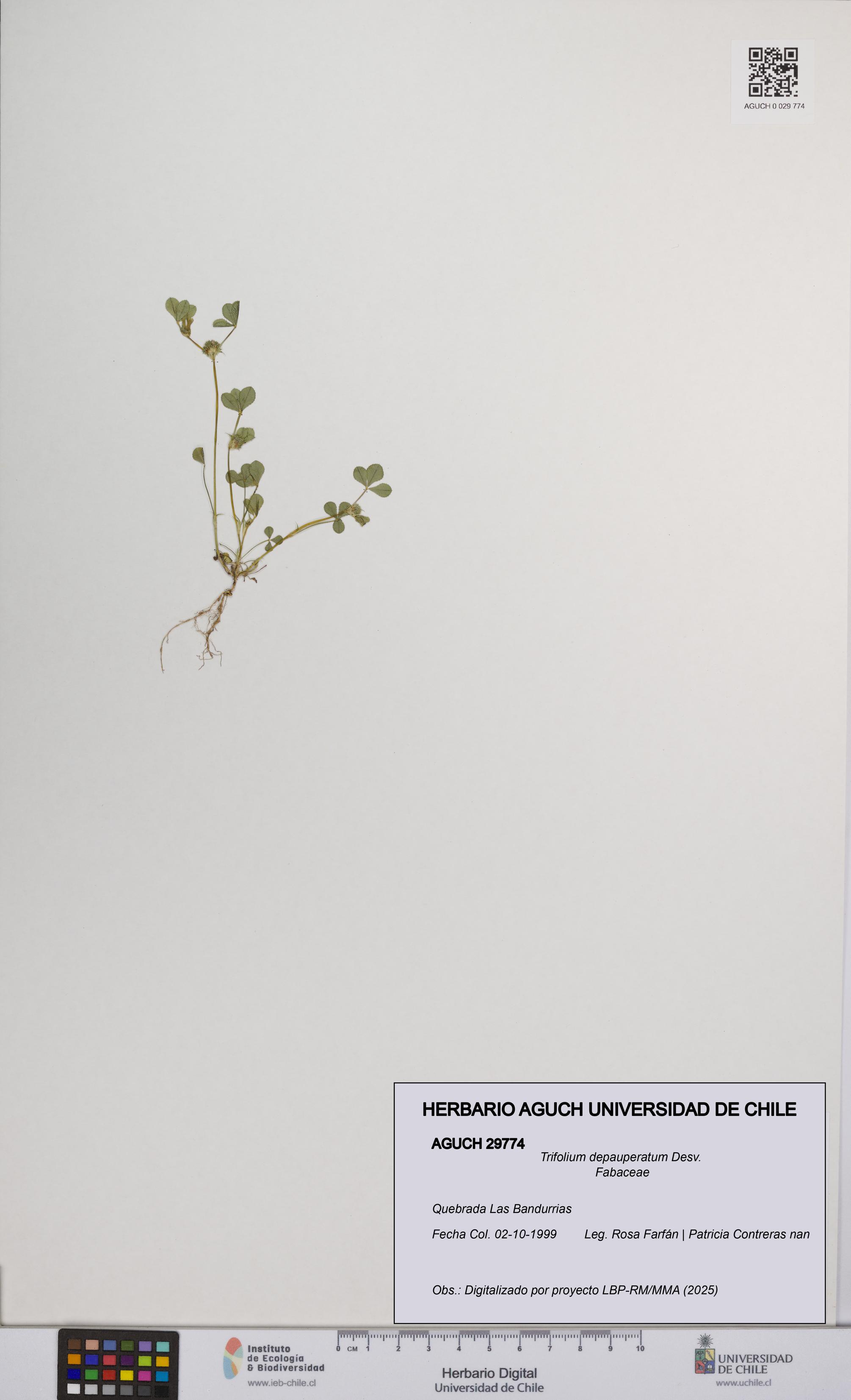 Trifolium depauperatum [Espécimen: UCH:AGUCH:0029774]