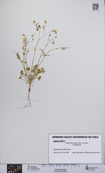 Oxalis laxa var. laxa [Espécimen: UCH:AGUCH:0029775]