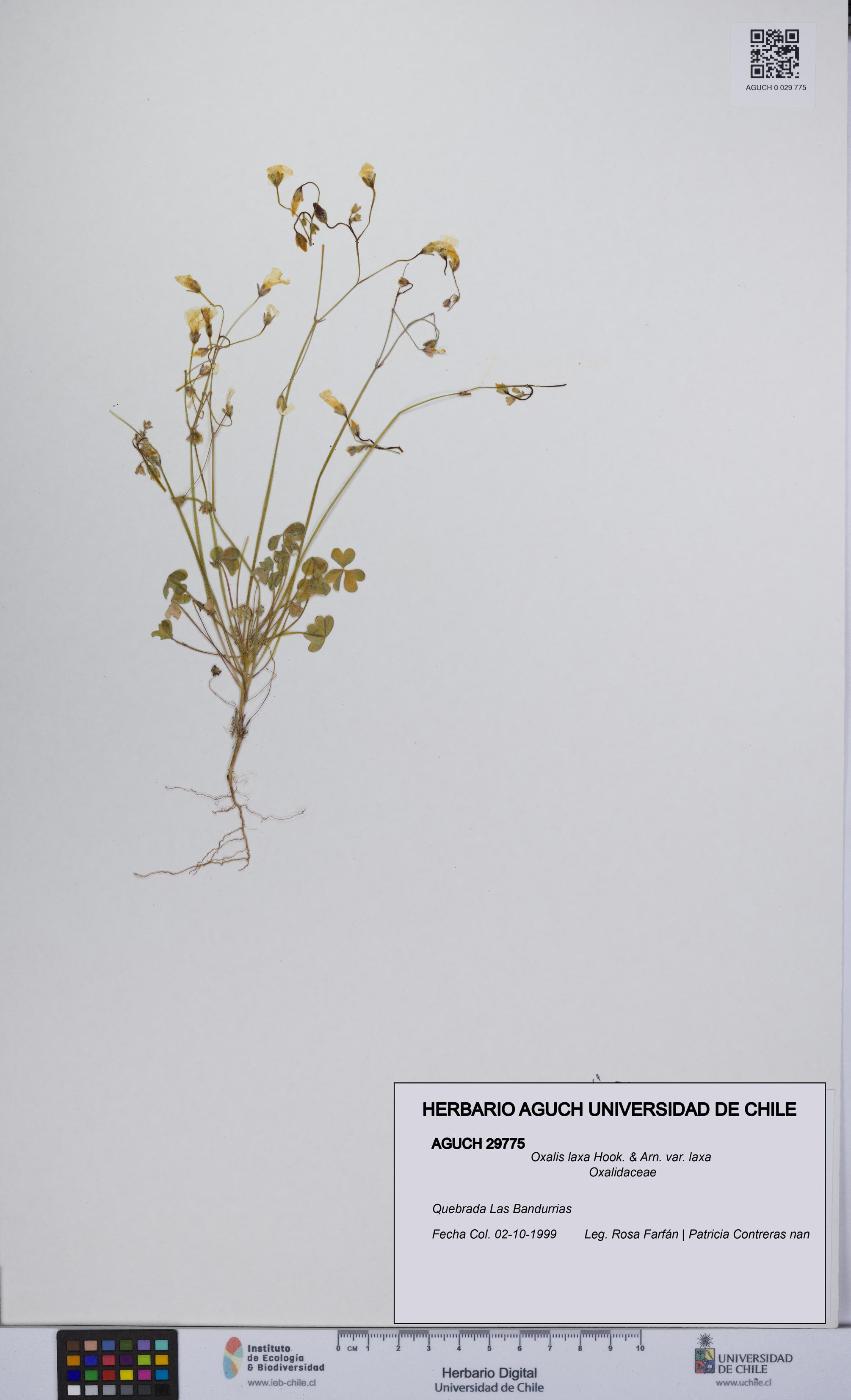 Oxalis laxa var. laxa [Espécimen: UCH:AGUCH:0029775]