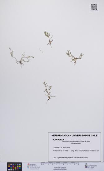 Plagiobothrys procumbens [Espécimen: UCH:AGUCH:0029776]