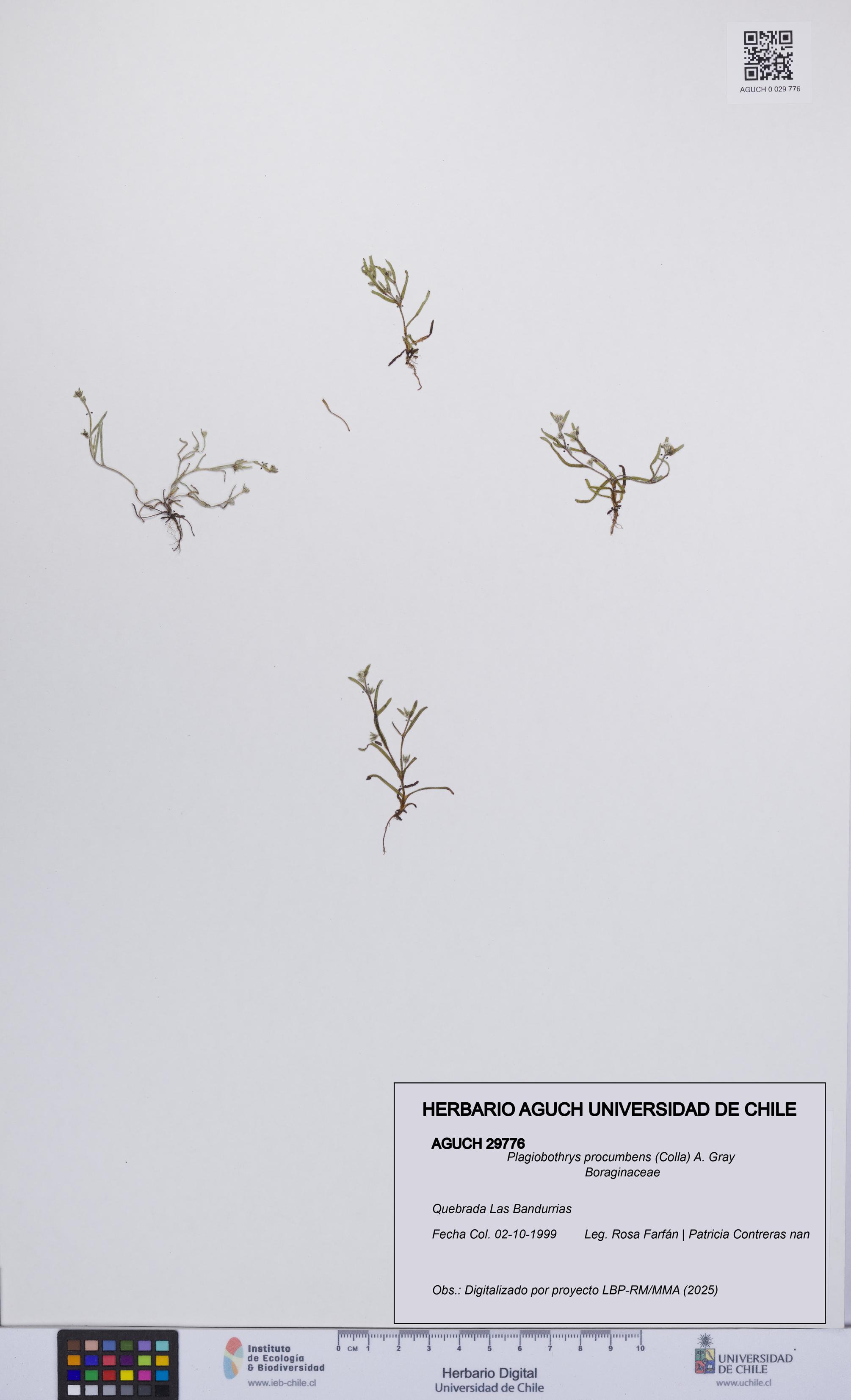 Plagiobothrys procumbens [Espécimen: UCH:AGUCH:0029776]