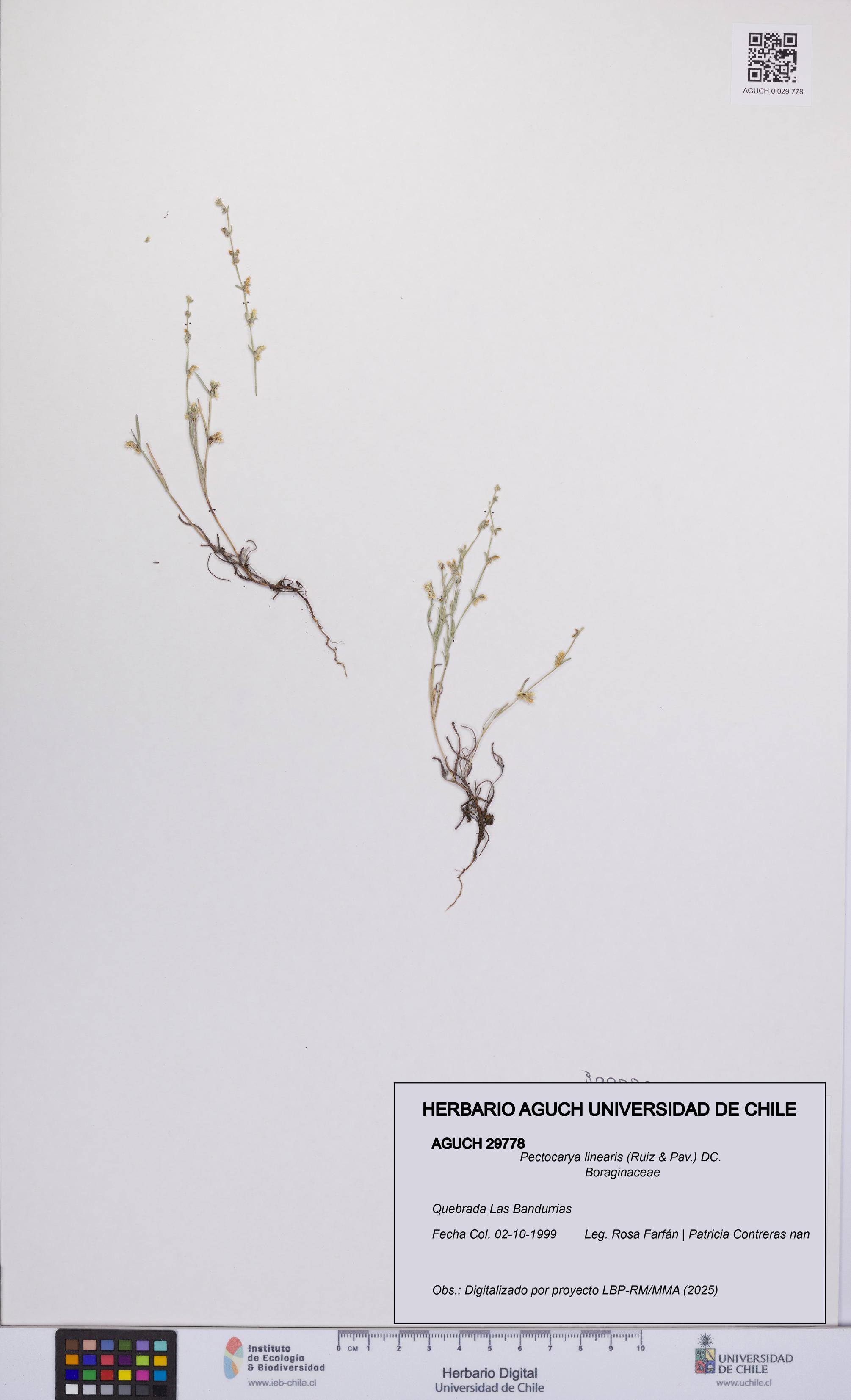 Pectocarya linearis [Espécimen: UCH:AGUCH:0029778]