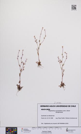 Plagiobothrys myosotoides [Espécimen: UCH:AGUCH:0029783]