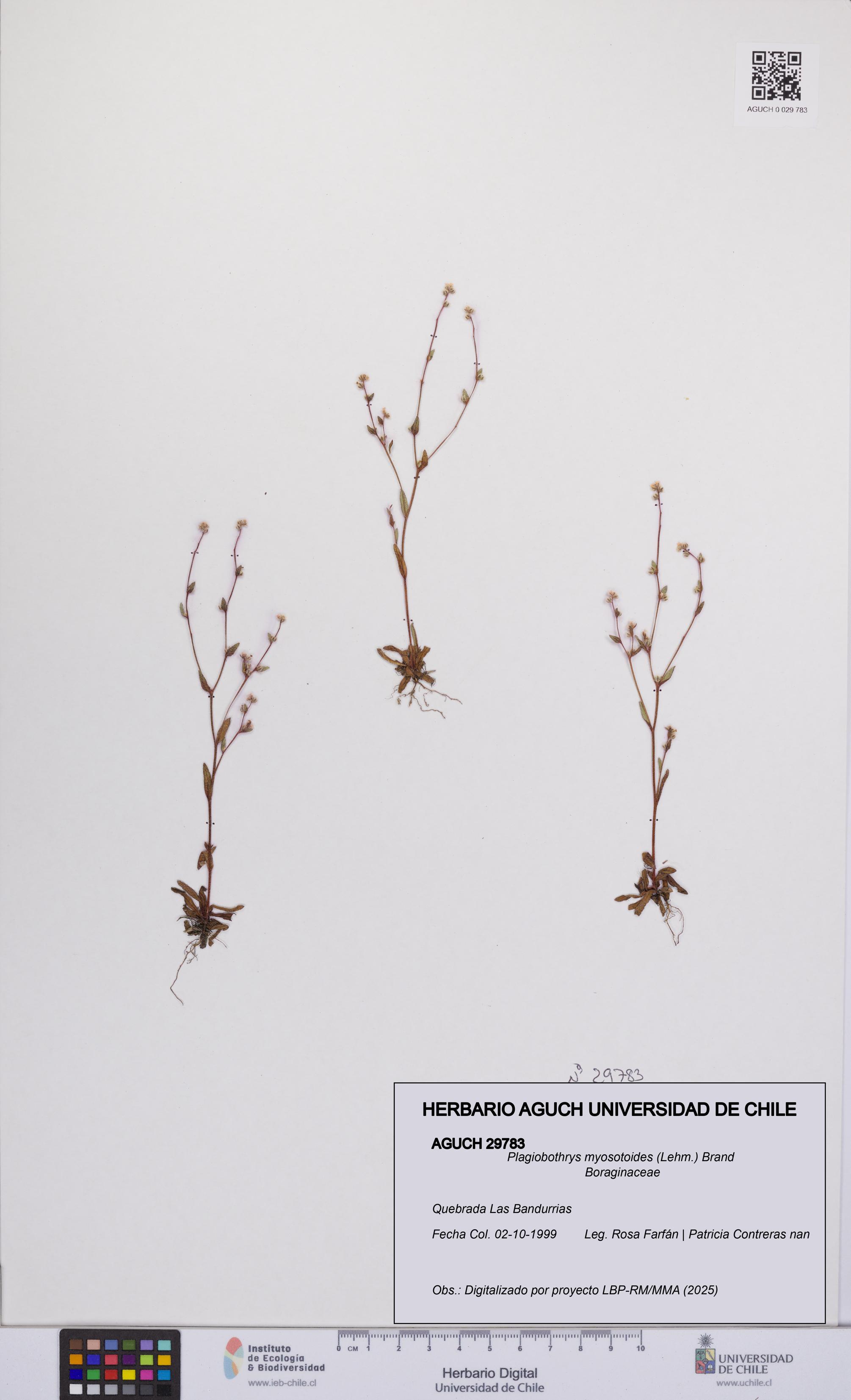 Plagiobothrys myosotoides [Espécimen: UCH:AGUCH:0029783]