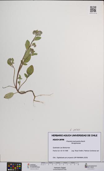 Phacelia brachyantha [Espécimen: UCH:AGUCH:0029785]