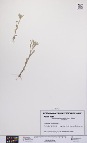 Gamochaeta stachydifolia [Espécimen: UCH:AGUCH:0029788]