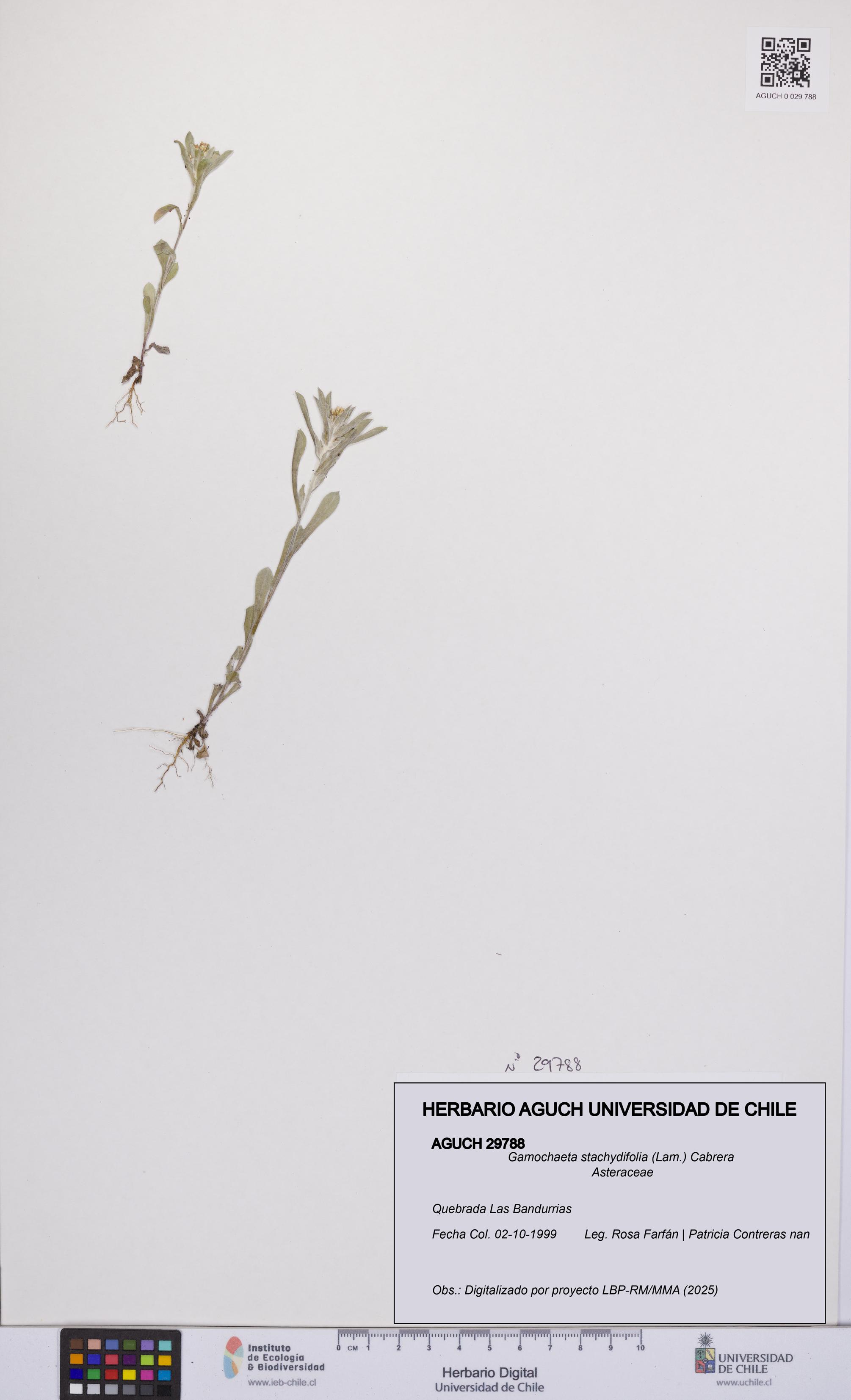 Gamochaeta stachydifolia [Espécimen: UCH:AGUCH:0029788]