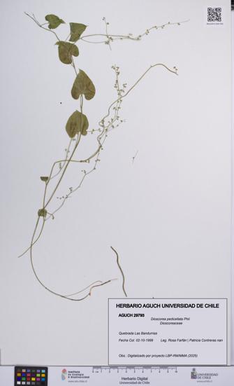 Dioscorea pedicellata [Espécimen: UCH:AGUCH:0029793]