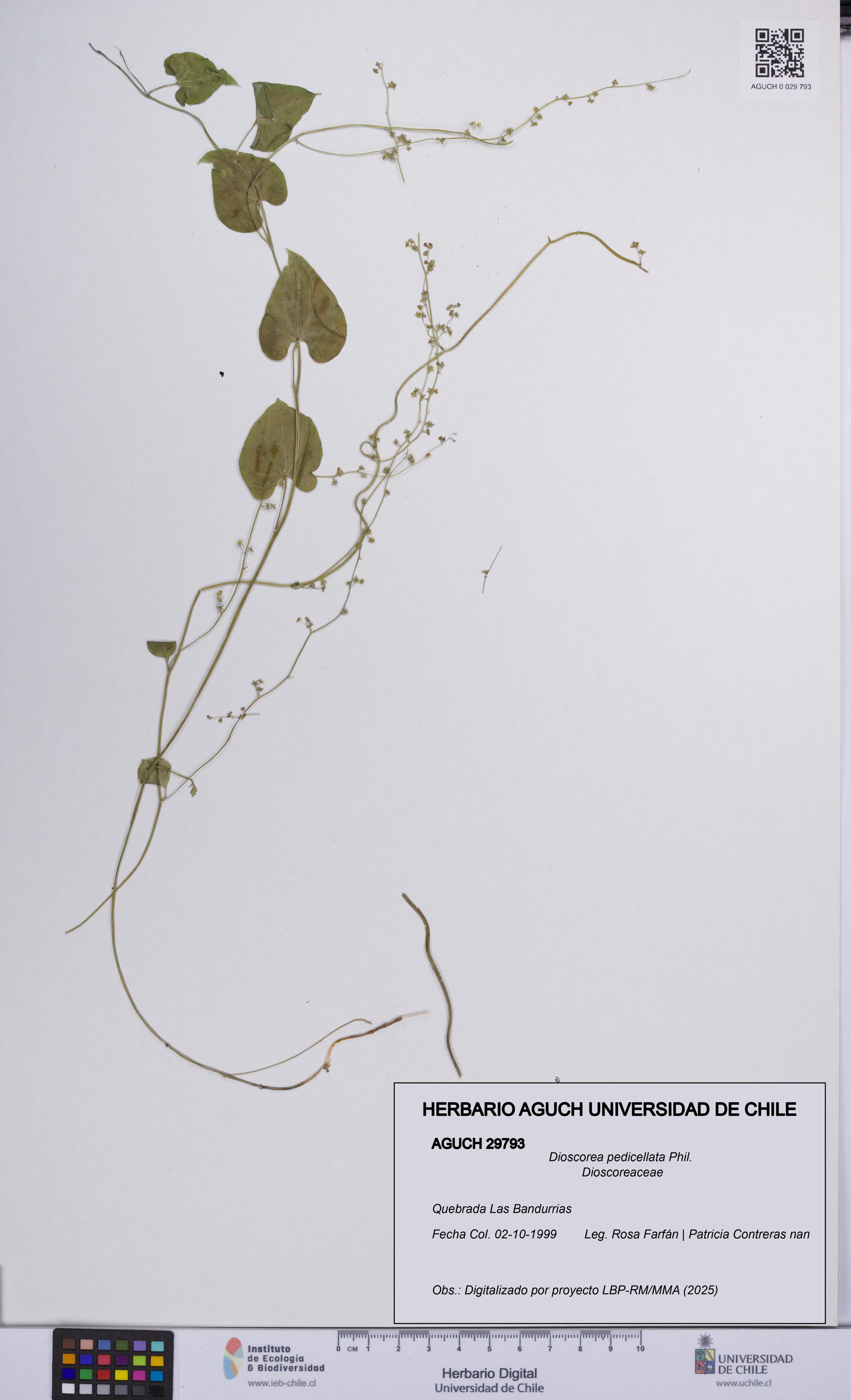 Dioscorea pedicellata [Espécimen: UCH:AGUCH:0029793]