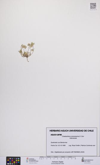 Chaetanthera ramosissima [Espécimen: UCH:AGUCH:0029795]