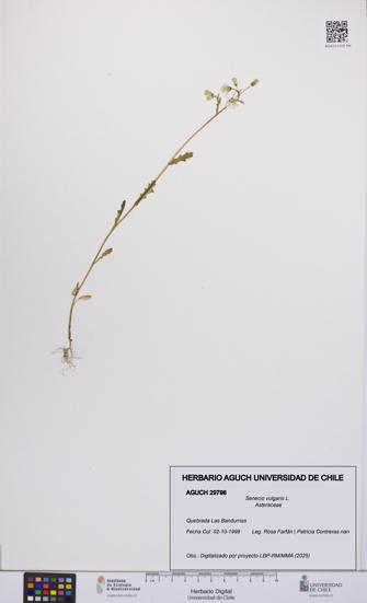 Senecio vulgaris [Espécimen: UCH:AGUCH:0029796]