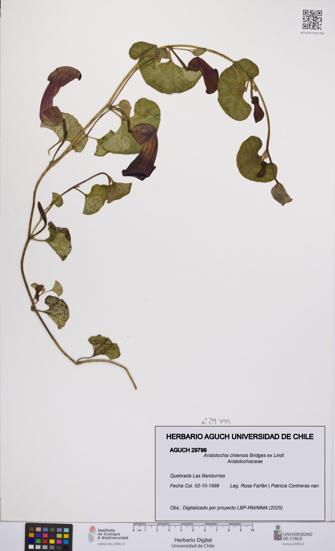 Aristolochia chilensis [Espécimen: UCH:AGUCH:0029799]