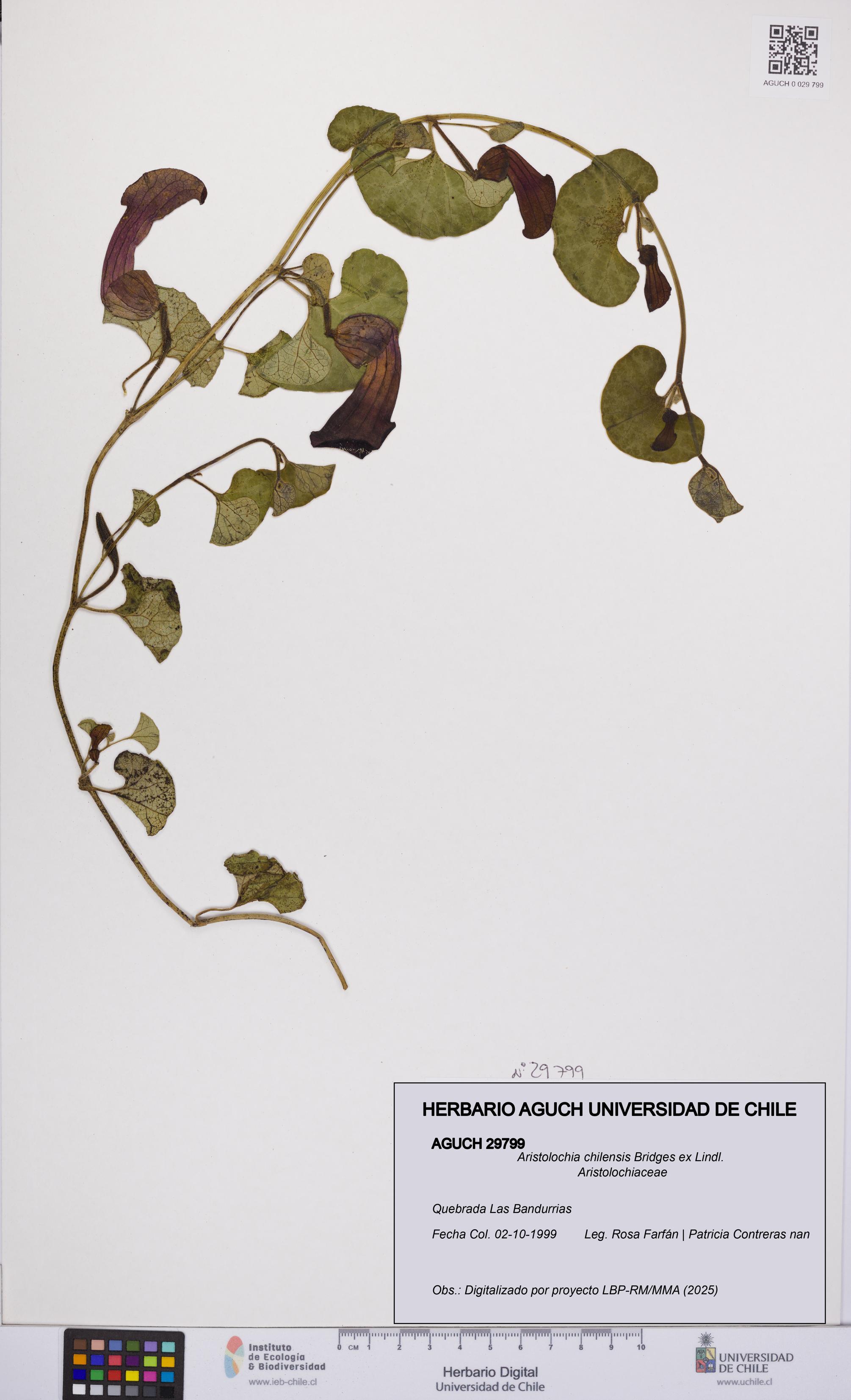 Aristolochia chilensis [Espécimen: UCH:AGUCH:0029799]