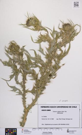 Cirsium vulgare [Espécimen: UCH:AGUCH:0029809]