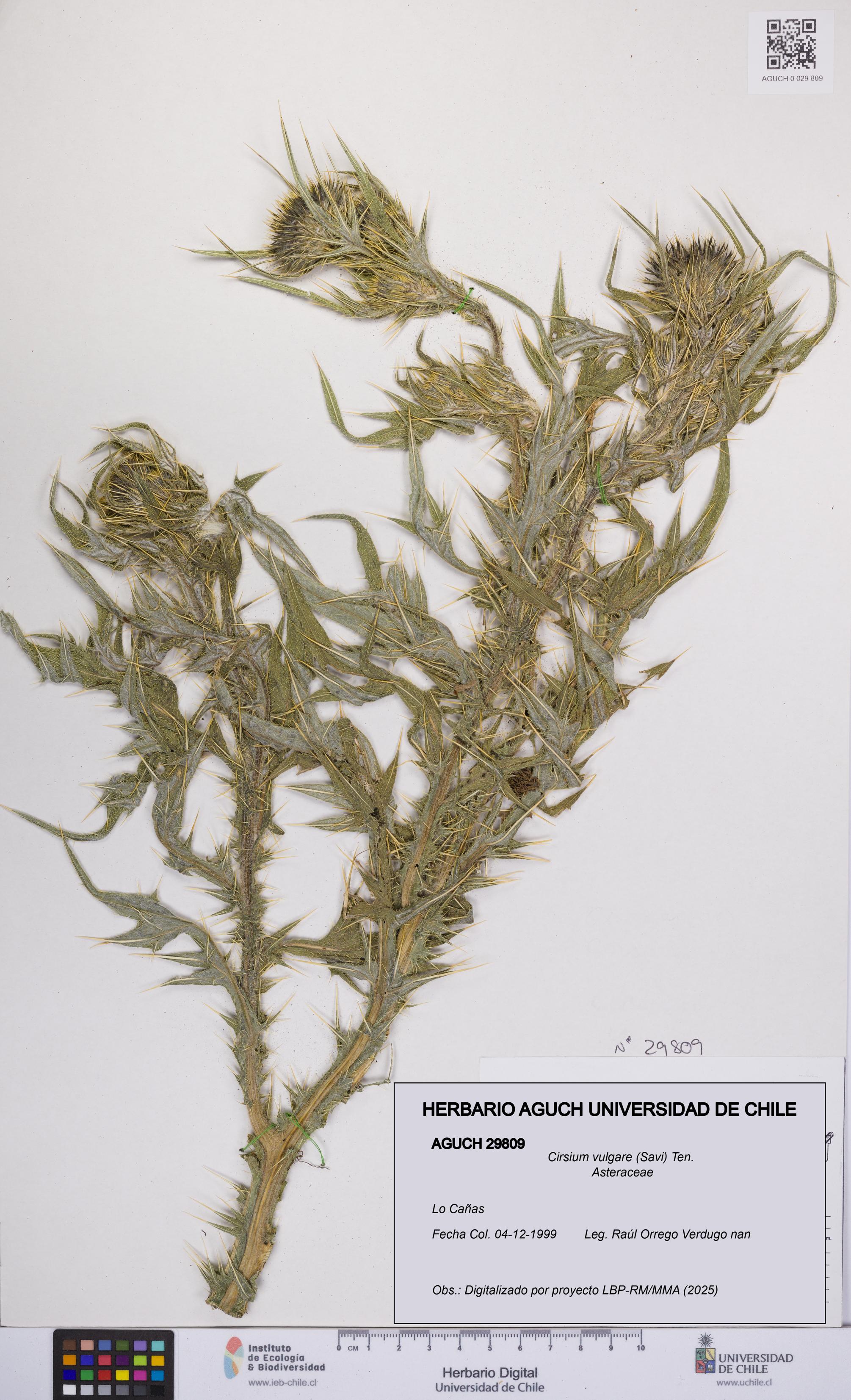 Cirsium vulgare [Espécimen: UCH:AGUCH:0029809]