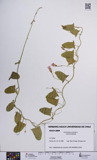Convolvulus arvensis [Espécimen: UCH:AGUCH:0029826]