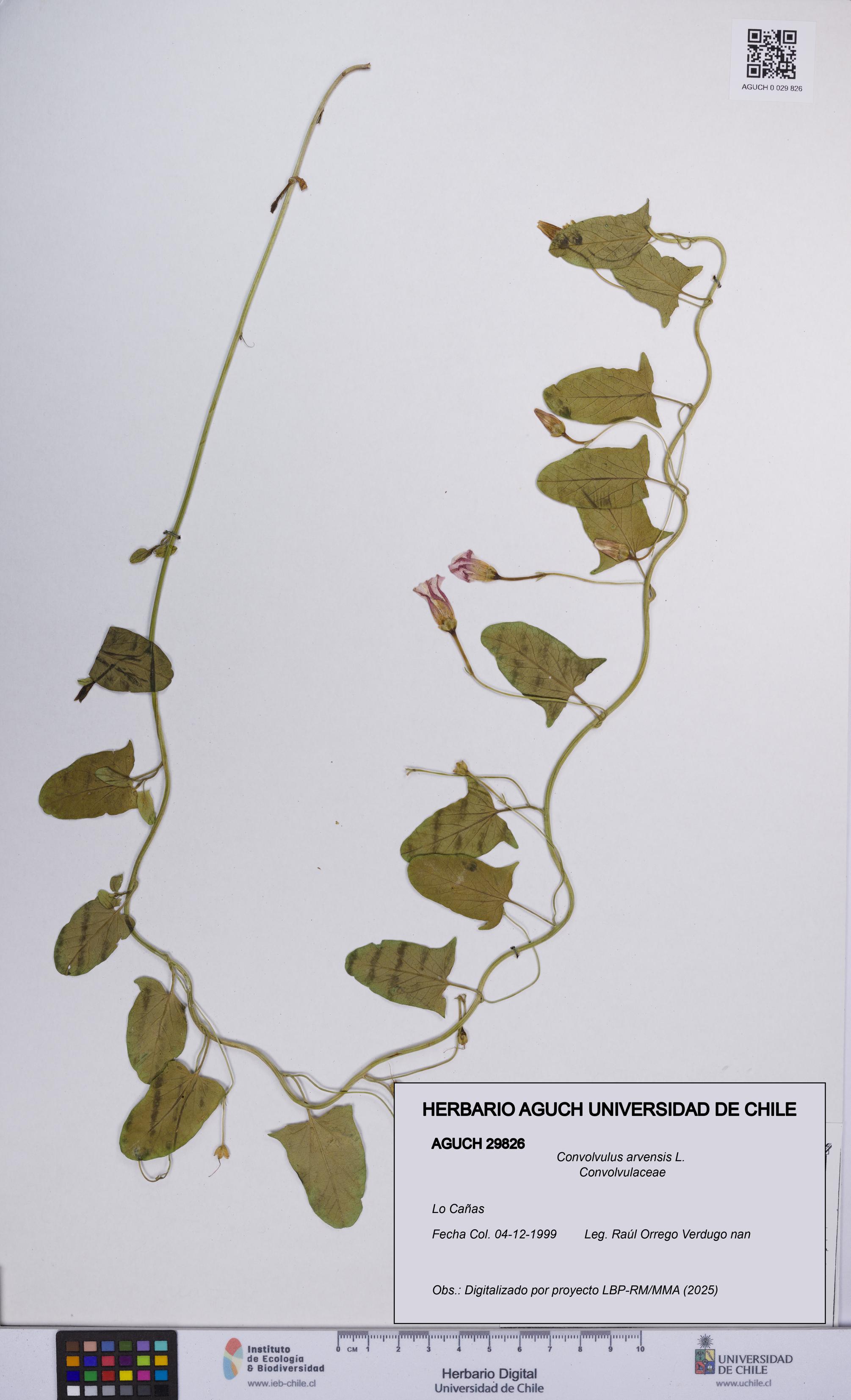 Convolvulus arvensis [Espécimen: UCH:AGUCH:0029826]