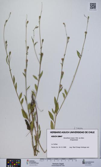 Oenothera rosea [Espécimen: UCH:AGUCH:0029847]