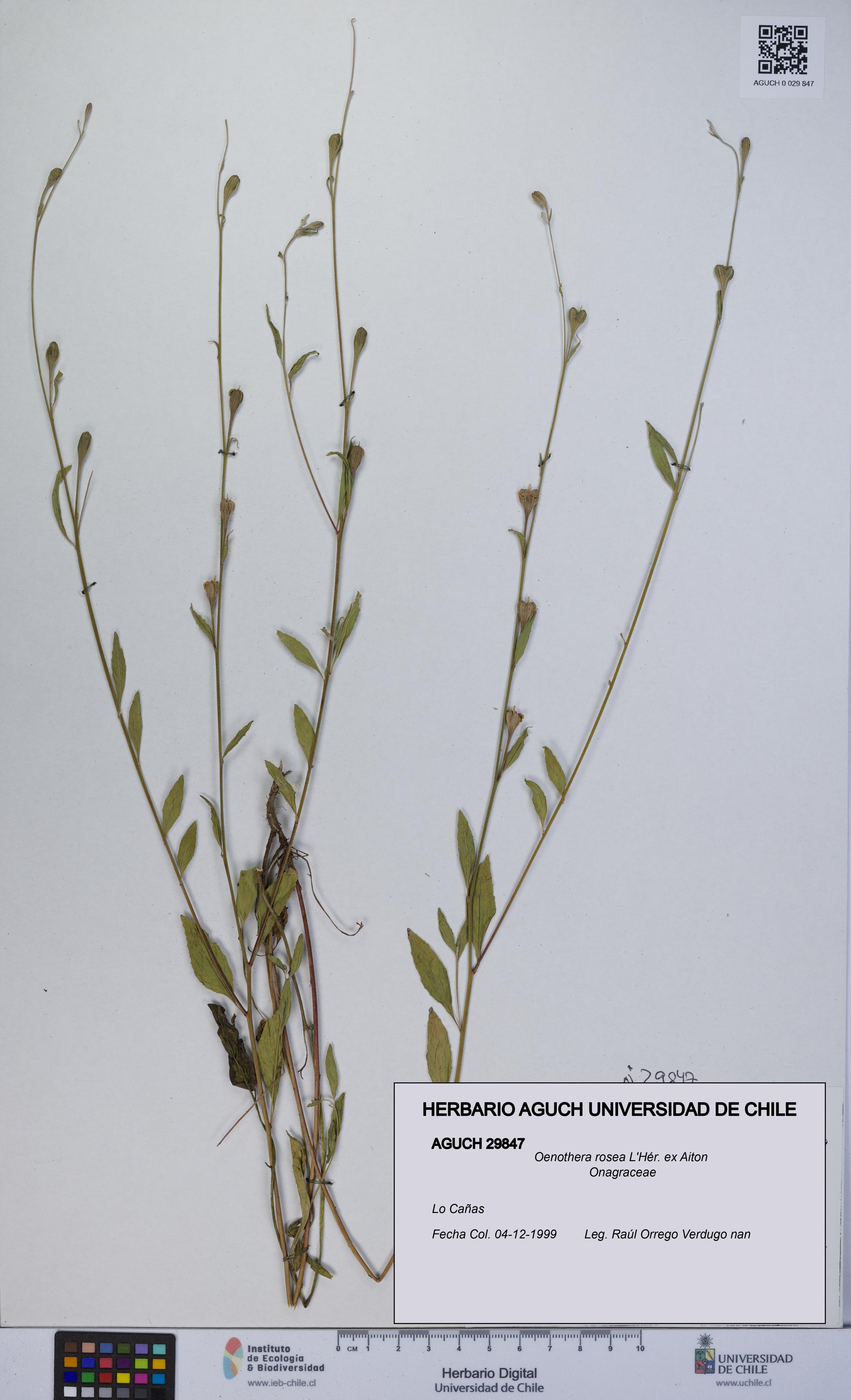 Oenothera rosea [Espécimen: UCH:AGUCH:0029847]