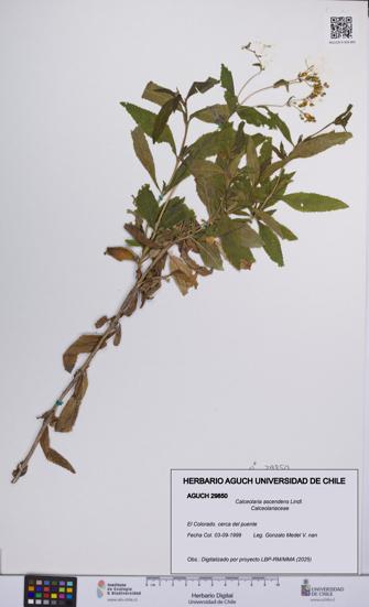 Calceolaria ascendens [Espécimen: UCH:AGUCH:0029850]