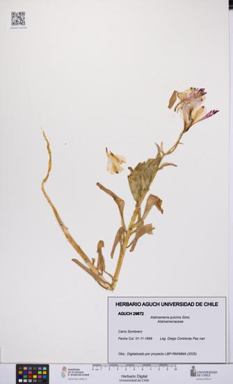 Alstroemeria pulchra [Espécimen: UCH:AGUCH:0029872]