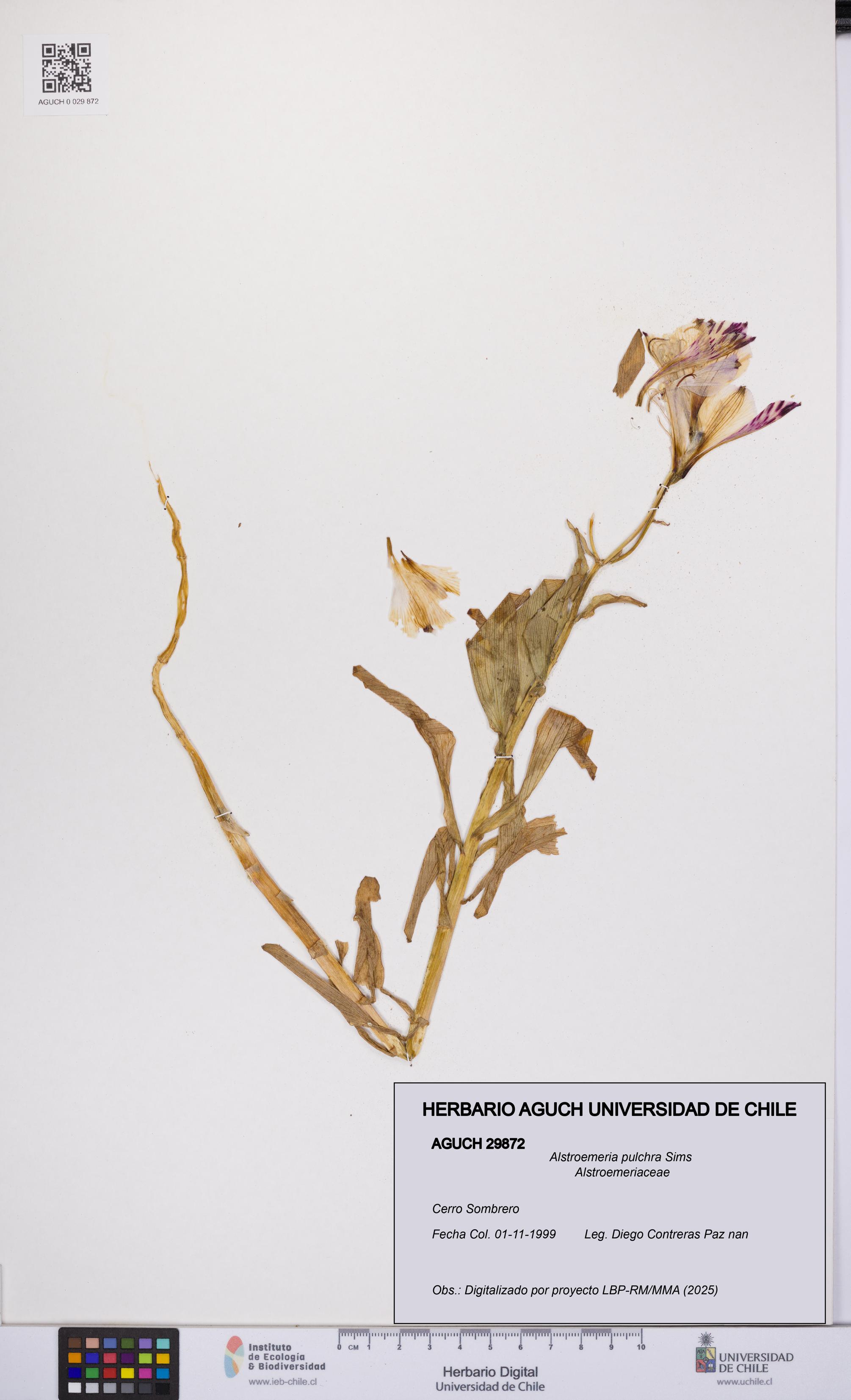 Alstroemeria pulchra [Espécimen: UCH:AGUCH:0029872]