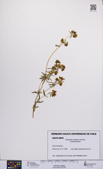 Calceolaria thyrsiflora [Espécimen: UCH:AGUCH:0029875]