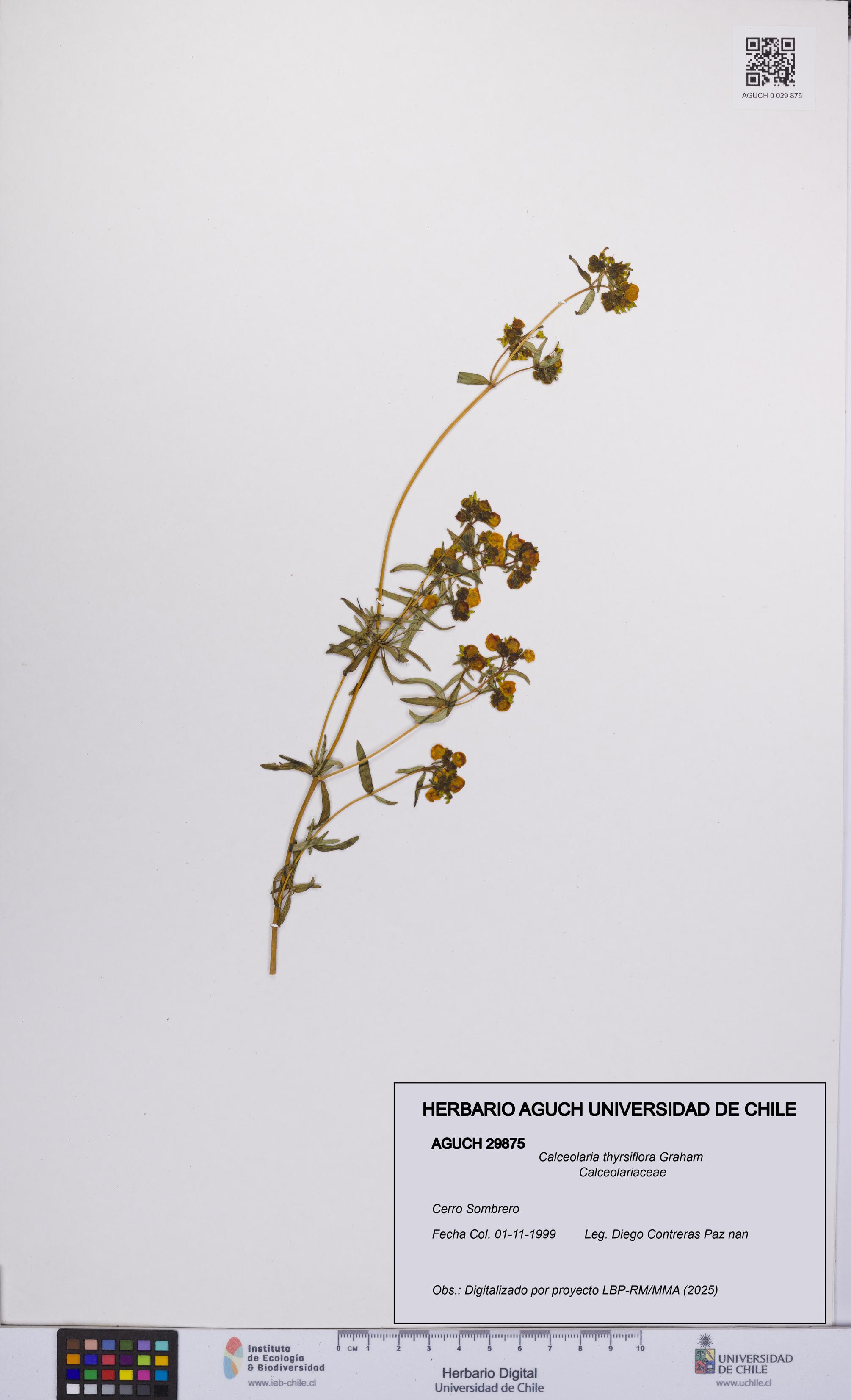 Calceolaria thyrsiflora [Espécimen: UCH:AGUCH:0029875]