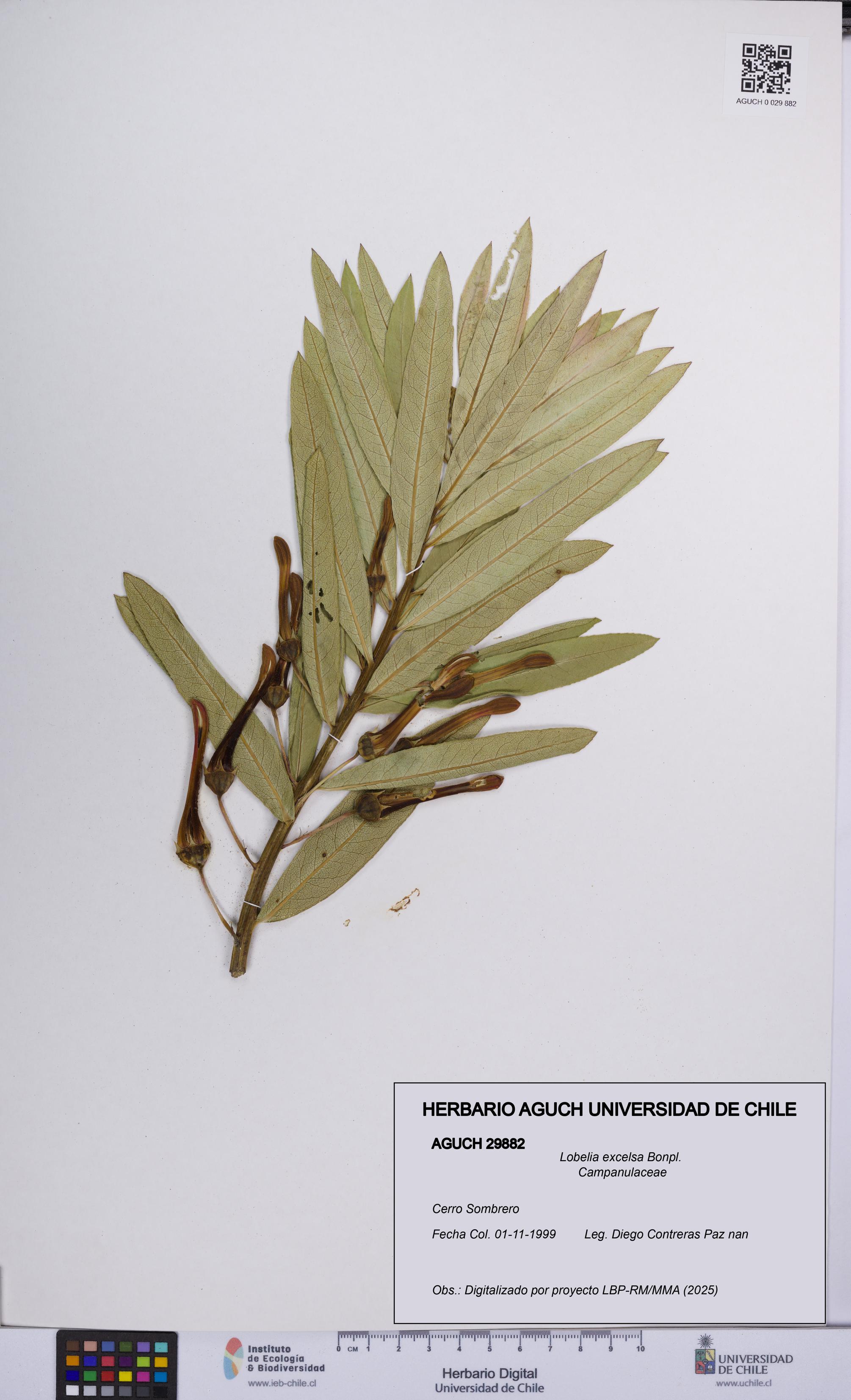 Lobelia excelsa [Espécimen: UCH:AGUCH:0029882]