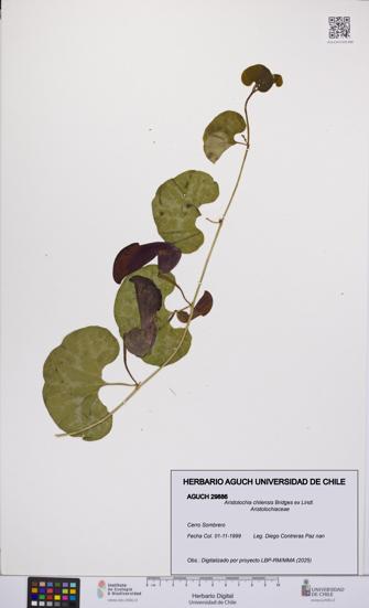 Aristolochia chilensis [Espécimen: UCH:AGUCH:0029886]