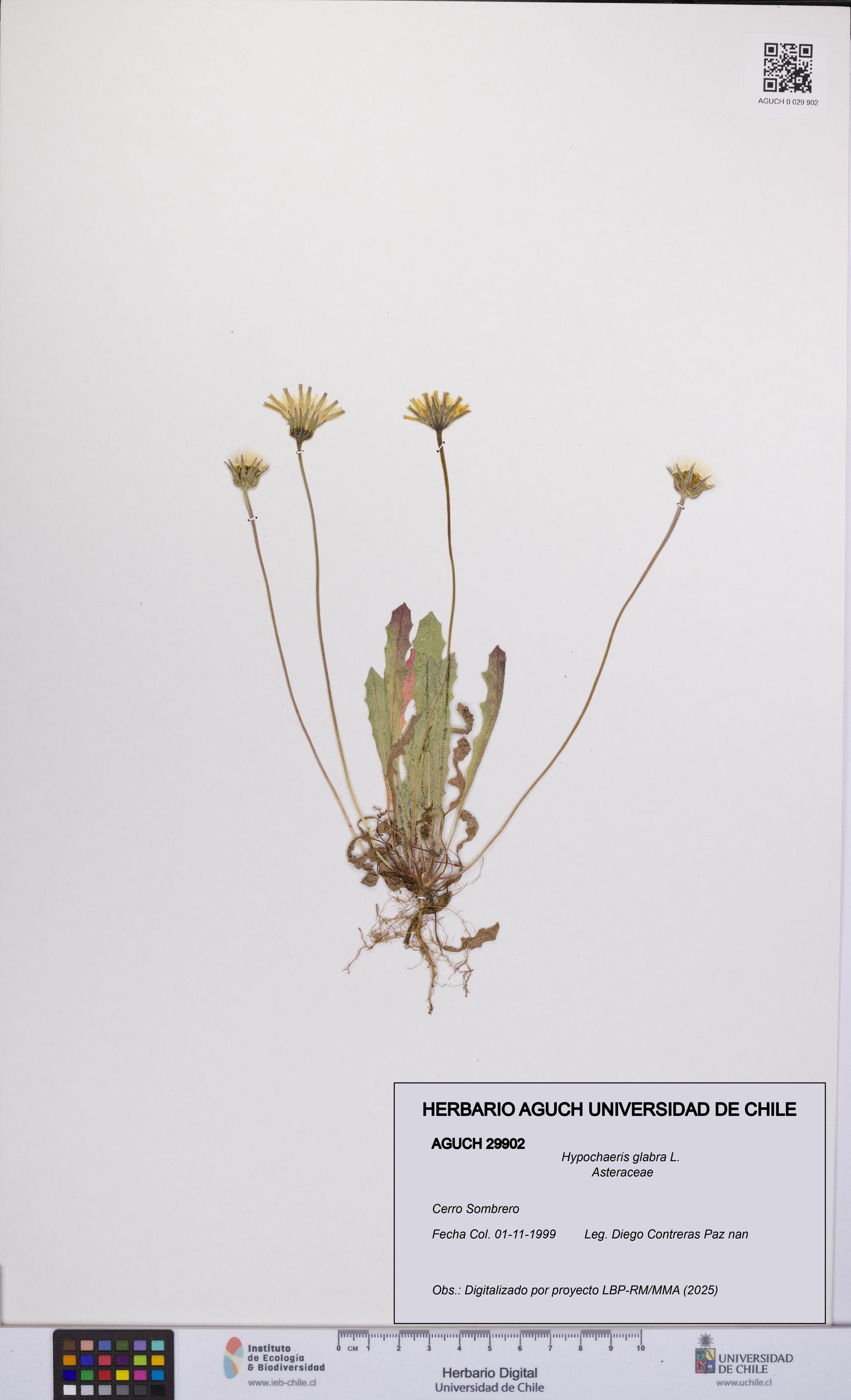 Hypochaeris glabra [Espécimen: UCH:AGUCH:0029902]
