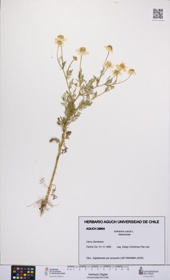 Anthemis cotula [Espécimen: UCH:AGUCH:0029904]