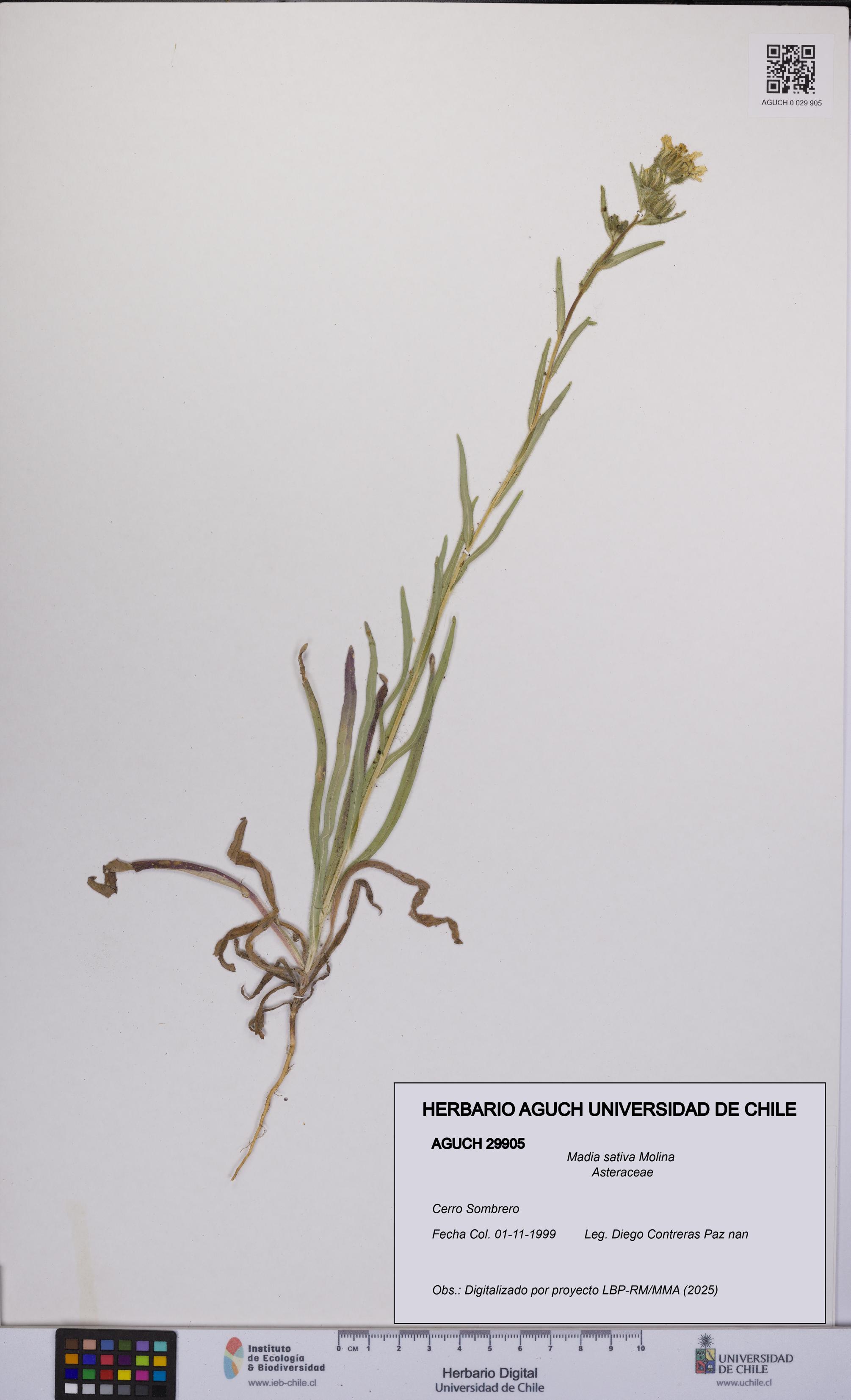 Madia sativa [Espécimen: UCH:AGUCH:0029905]