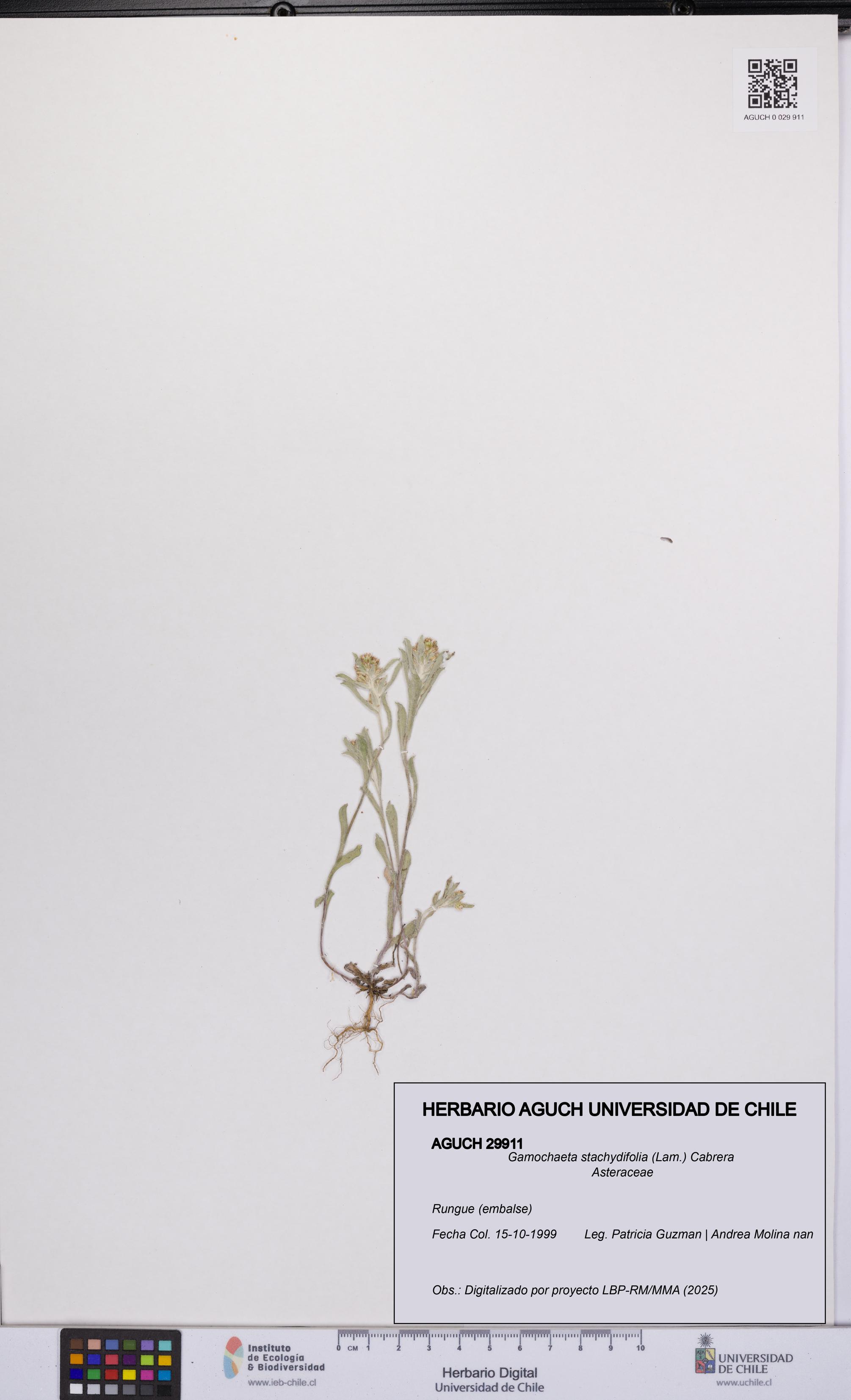 Gamochaeta stachydifolia [Espécimen: UCH:AGUCH:0029911]