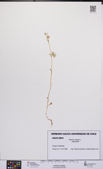 Senecio vulgaris [Espécimen: UCH:AGUCH:0029914]