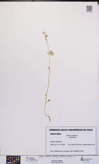 Senecio vulgaris [Espécimen: UCH:AGUCH:0029914]