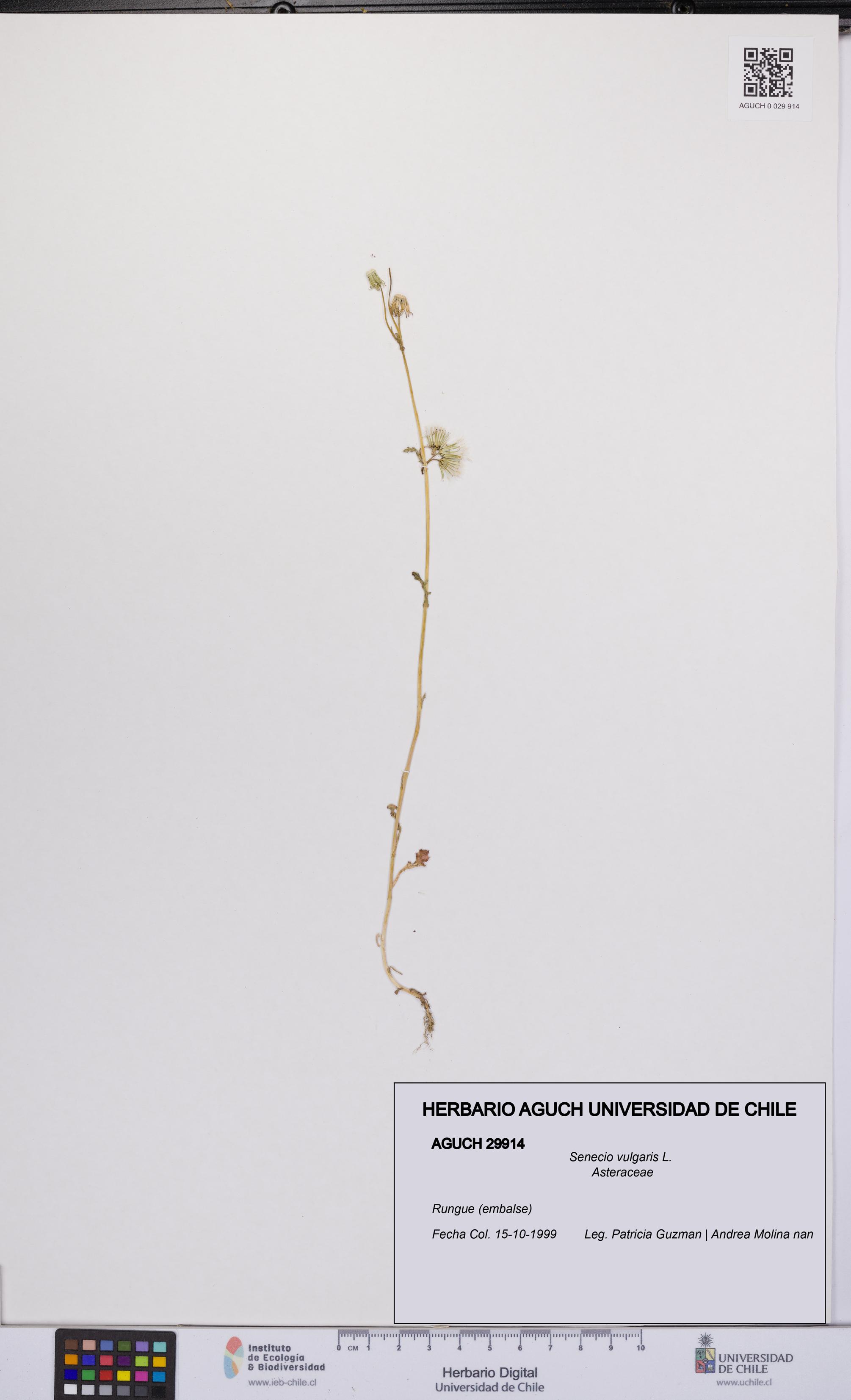 Senecio vulgaris [Espécimen: UCH:AGUCH:0029914]