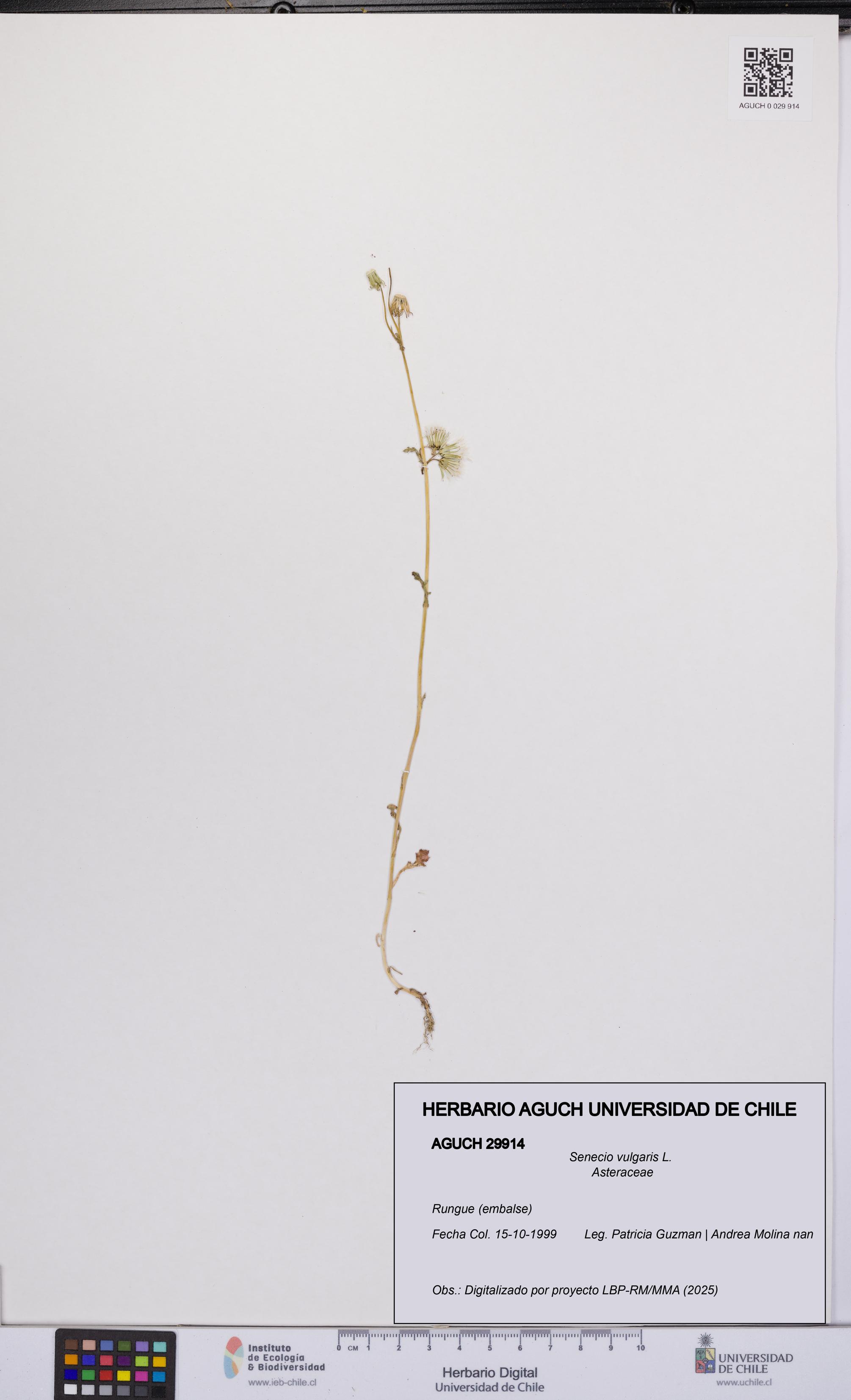 Senecio vulgaris [Espécimen: UCH:AGUCH:0029914]