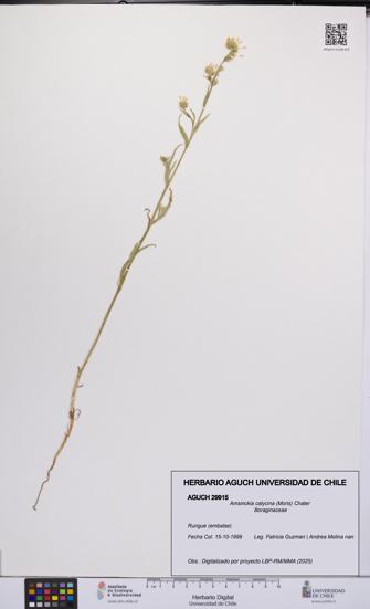 Amsinckia calycina [Espécimen: UCH:AGUCH:0029915]