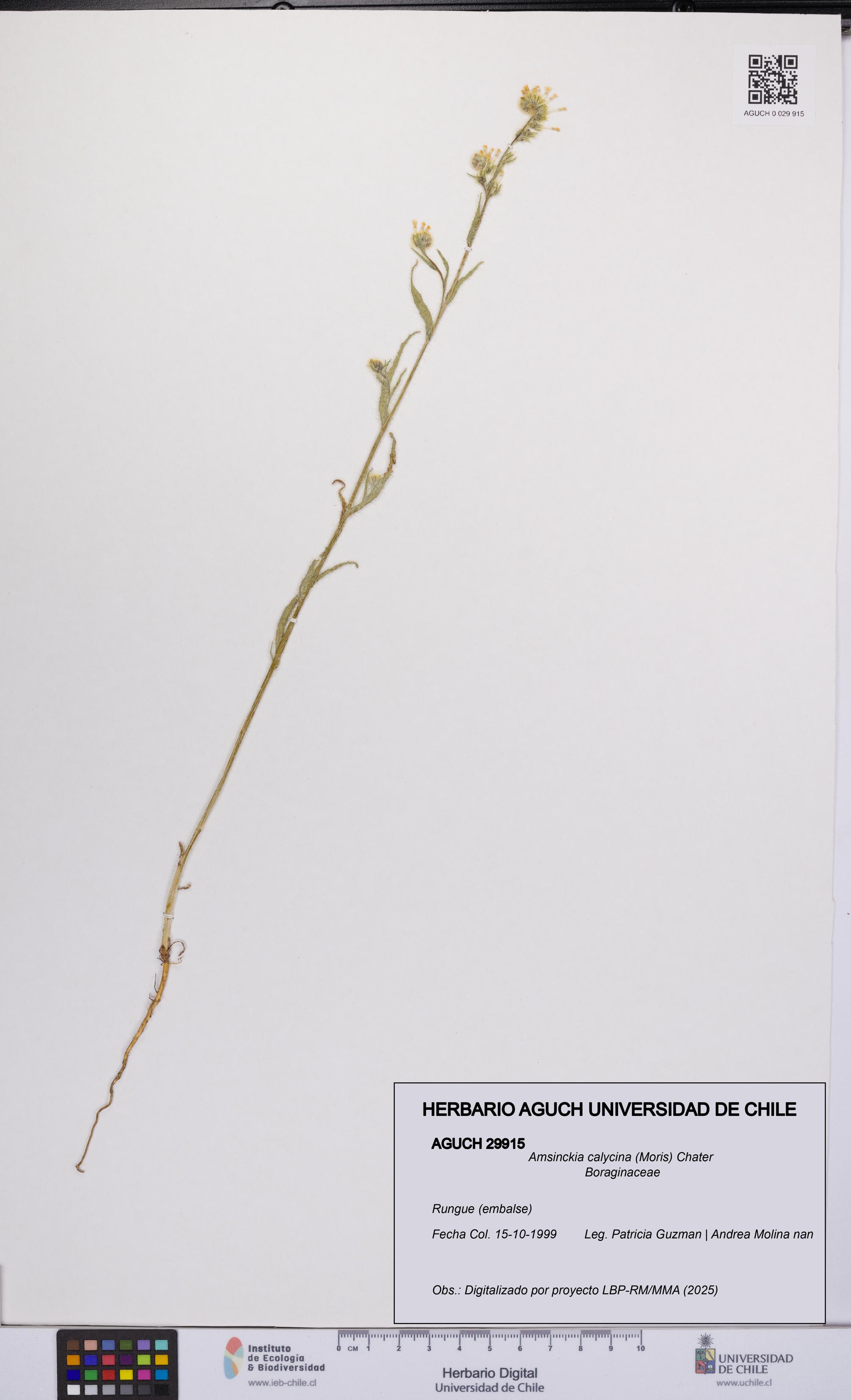 Amsinckia calycina [Espécimen: UCH:AGUCH:0029915]