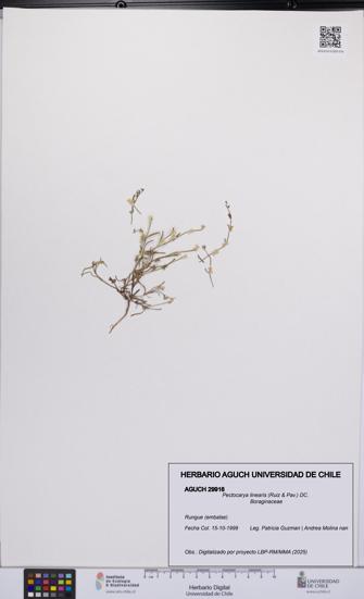 Pectocarya linearis [Espécimen: UCH:AGUCH:0029916]