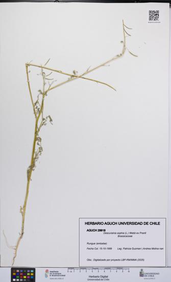 Descurainia sophia [Espécimen: UCH:AGUCH:0029918]