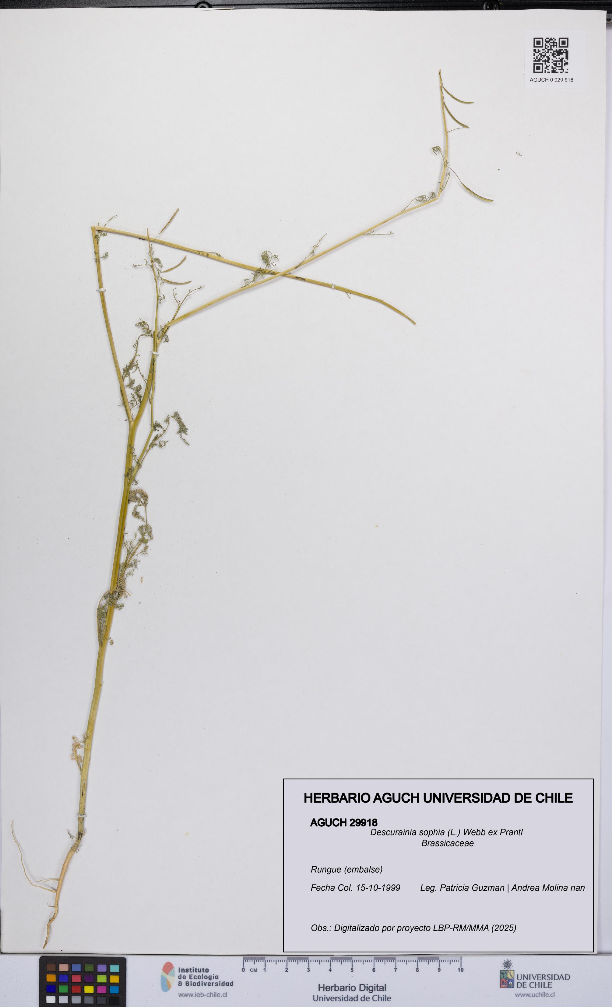 Descurainia sophia [Espécimen: UCH:AGUCH:0029918]